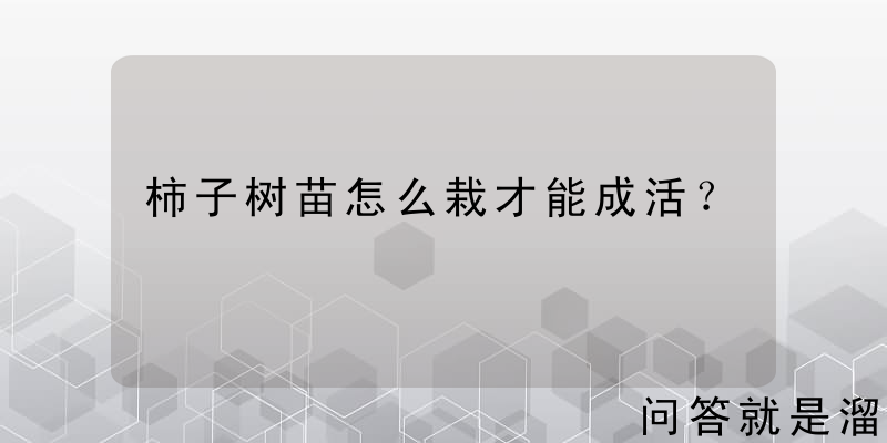 柿子树苗怎么栽才能成活？