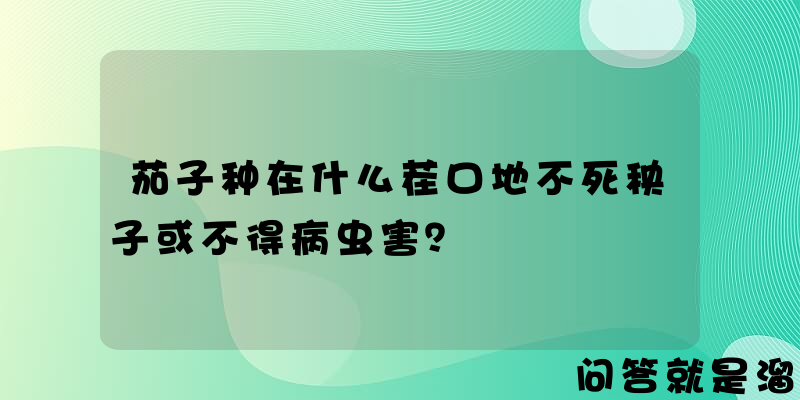 茄子种在什么茬口地不死秧子或不得病虫害？